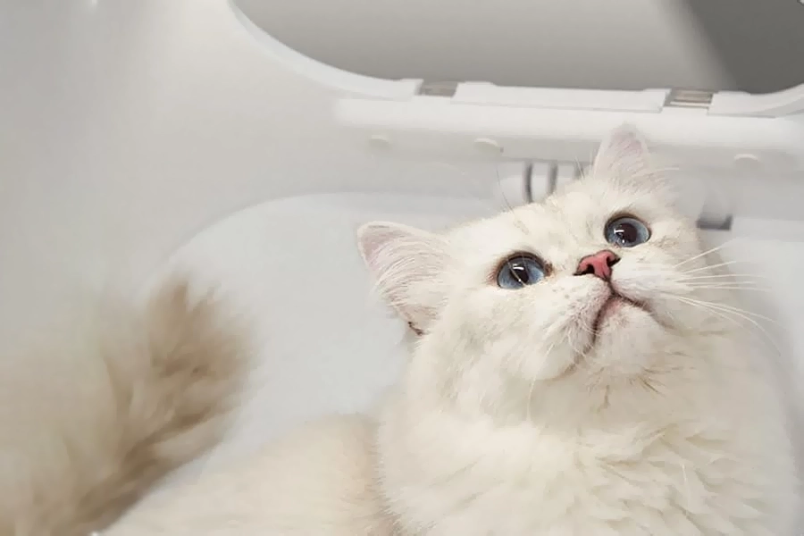 automatic pet dryer box